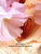 Міст (спрей) для тіла Victoria's Secret Velvet Petals Brulee 4020925 фото 2